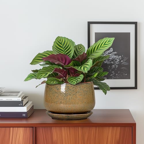 G EPGardening 6 Inch Plant Pot - Ceramic Succulent Pots with Drainage and Ceramic Tray, Round Planter for Indoor Outdoor Plants, Decorative Flower Pots, Home Decor, Gift for Women Men, Speckled Brown - color: Speckled Brown, size: 5 Inch