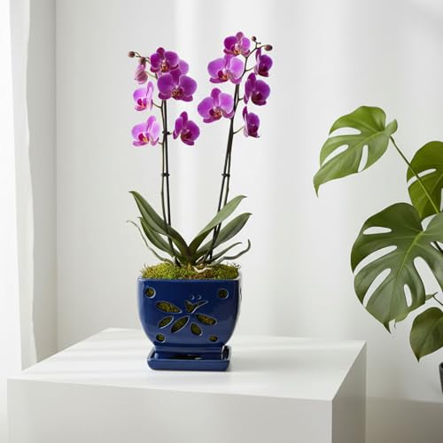 Blue Ceramic Orchid Pots with Holes Square Orchids Pots 5.5 inch - color: Blue