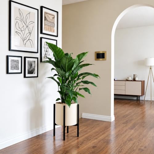 Adjustable Metal Plant Stand Indoor, Fits 9-15 Inch Pots, Mid Century Modern Planter Holder,2 Heights, Heavy Duty 160 lb, Indoor Outdoor Corner Floor Pot Stand, Black with Round Plate 2 Pack (black-a 2 pack) - color: black-a 2 pack