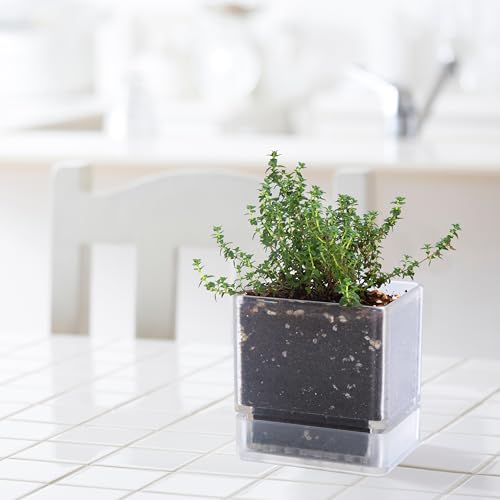 D'vine Dev 3-Pack Acrylic Herb Planter Pots, 4 in, Clear, 76-Y-D-1 - color: Clear, size: 12 Inch x 4.5 Inch