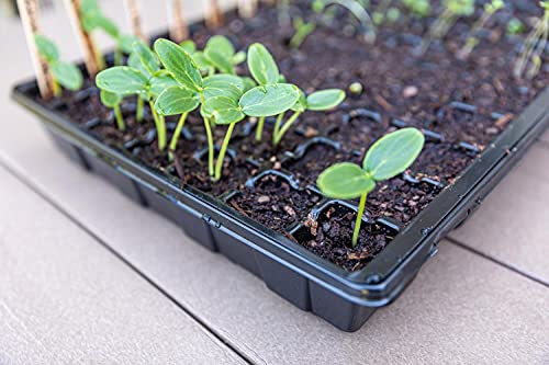 Gardzen 5 Pack Seed Starter Trays with Vented Domes 350 Cell - size: 70-Cell Black Eyes 5-Pack