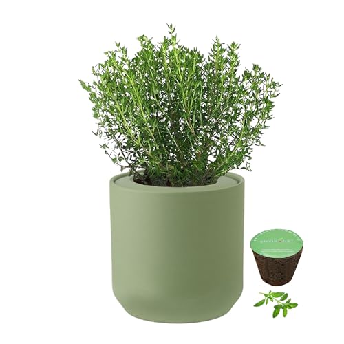 Hydroponic Herb Growing Kit, Self-Watering Kitchen Herb Garden Starter Kit with Green Ceramic Pot and Seeds (Thyme) - color: Thyme