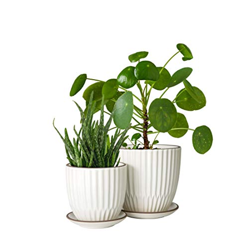 D'vine Dev 2-Pack Stoneware Planter Pots, 4.5/5.8 in, Ivory, 99-D-1 - color: Ivory