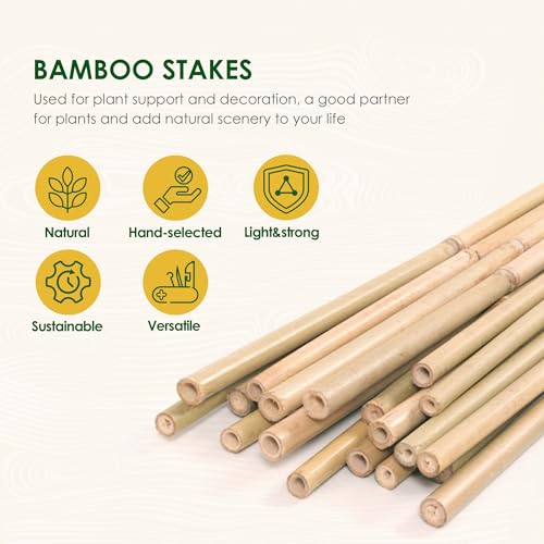 Cambaverd Bamboo Sticks for Plants 2 Feet Bamboo Stakes for Indoor Gardening Plant Stakes Supports Potted Plants Mini Trees Garden Stakes - Pack of 30 Bamboo Poles - size: 2FT-30PACK