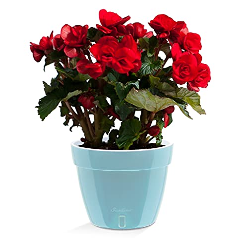 Santino ASTI 9.2 Inch Self Watering Planter Menthol/White for Indoor Plants - Premium Quality Modern Plastic Pot w/Water Level Indicator for All House Herbs, Plants, African Violets and Dahlias - color: Menthol/White, size: 9.2-Inch