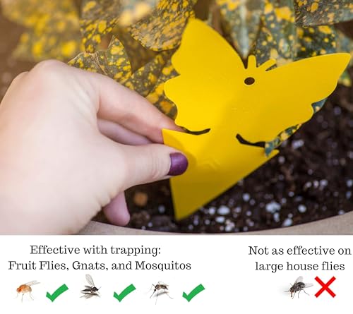 Trappify Gnat Traps for House Indoor and Outdoor | Fruit Fly Trap 25 Pack