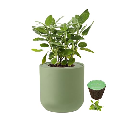 Hydroponic Herb Growing Kit, Self-Watering Kitchen Herb Garden Starter Kit with Green Ceramic Pot and Seeds (Sage - color: Sage