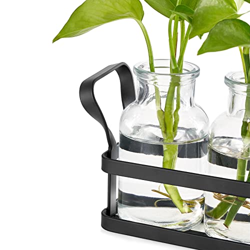 Mkono Propagation Stations, 3 Jars Desktop Glass Plant Terrarium with Stand - size: Medium