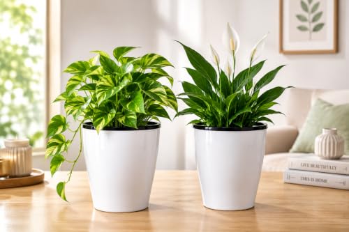 Self-Watering Table Top Planter (2PC, White, Cone) UV-Resistant Polypropylene Material Indoor and Outdoor Gardening, Modern Flower Pot for Home & Balcony. - color: Aqua Cone White
