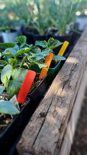 6" x 5/8" Assorted Premium Plant Tags - 250 Pcs