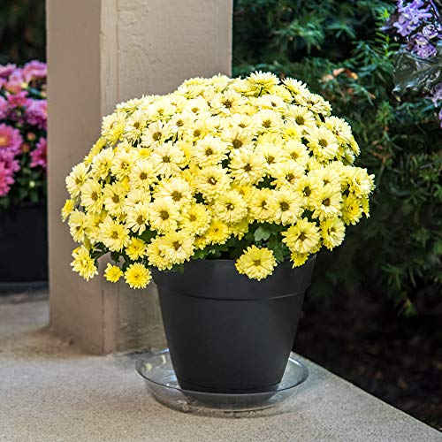 Gardener's Blue Ribbon SP8 Saucer Plus, 8"