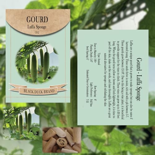 Luffa Seeds - 150 Non-GMO Heirloom Loofah Seeds (Bulk Pack) - USA Sourced, Ideal for Growing Sponges or Edible Vegetables (150)