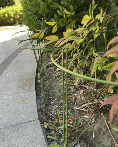 6-Packy Plant Support Stakes, Steel Stakes for Indoor Plants, Monstera & Peony Support, Tall Plant Sticks for Snake Plant, Climbing Vines (8" Wide x 14" High)