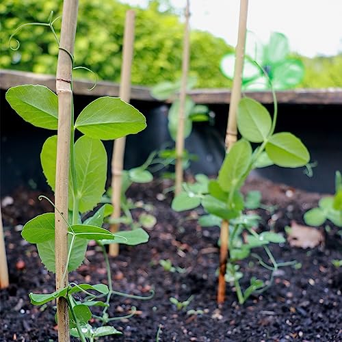 Plant Stakes 50Pcs 18IN,POLIUMB Premium Natural Bamboo Stakes Garden Stakes - size: 18Inches