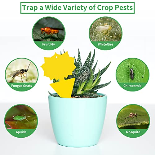 LULUCATCH Fruit Fly Sticky Trap 36 Pack, Safe Gnat Traps for Fruits, Plants, Super Sticky Fly Trap for Indoor, Outdoor, Kitchen, Insect Catcher for White Flies, Mosquitos, Fungus Gnats, Flying Insects - size: 36 Pack