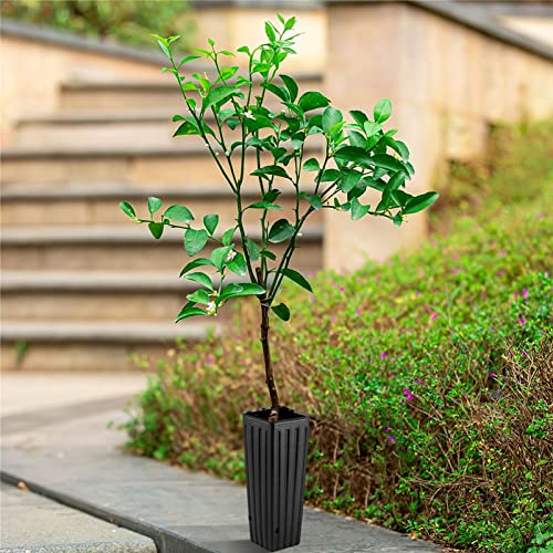 HANABASS 50Pcs Citrus Grow Bags, Deep Plastic Nursery Pots for Tree Seedlings, Reusable Garden Planting Bags for Indoor Outdoor Plants