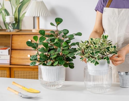 Melphoe Self Watering Pots for Indoor Plants Planter, 6.5 Inch 2 Pack Planters Self Watering Plant Pots for Flower, Houseplants, Succulent, African Violets and Cactus with Drainage - color: White, size: 6.5''