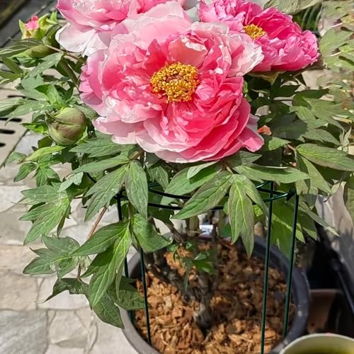 8pack Peony Cages and Supports, 10 x 16 Inch Four Legs Peony Cage, Heavy-Duty Peonies Support Cages, Peony Ring for Roses, Hydrangeas, Sage, Peonies, Cucumbers, Tomato - size: 10"x16"-8pack