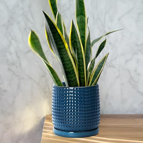 D'vine Dev Beaded Ceramic Pot with Saucer, 6 in, Midnight Blue, 27-C-X-3 - color: Midnight Blue, size: 5.8 Inch