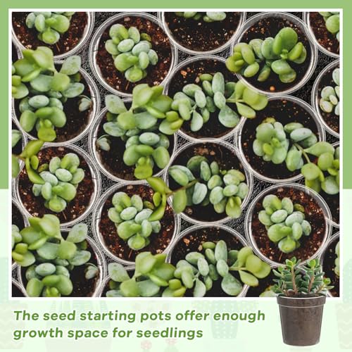 Yaomiao 200 Pcs 2 Inch Clear Mini Nursery Pots with Drainage Holes - color: Clear, size: 2 Inch