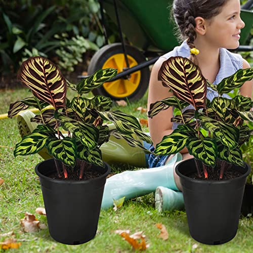 Plant Nursery Pot 10-Pack 3.6 Gallon Plastic Garden Planter Pots Flower Seedling Injection Molded Container Seed Starting Pot for Indoor Outdoor Plants Seedlings Vegetables Black - size: Standard 3.6 Gallon