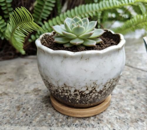 Cute 3.9 Inch Ceramic Home Garden Decoration Succulent Cactus Flower Pots Container -Plant Not Included,White - color: White