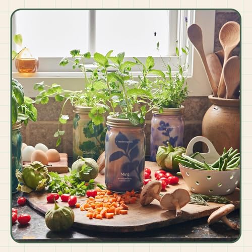 Modern Sprout MasonJar+Replant Kit-Self-Watering Hydroponic System-Cilantro - color: Cilantro, size: Garden Jar + Replant Kit