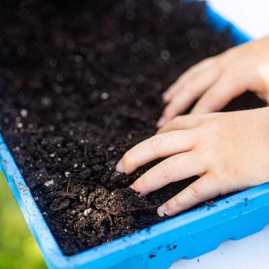 Bootstrap Farmer 1020 Trays Heavy Duty, 10 Pack, Blue, No Holes | 2.5" Deep Seed Starting Flats for Microgreens, Wheatgrass, Fodder Systems - color: Blue