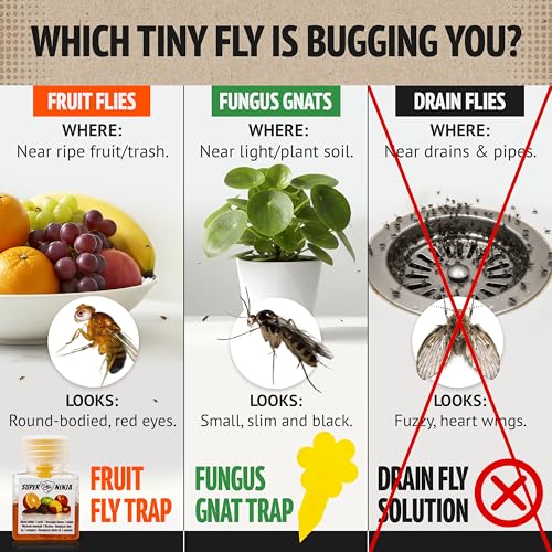 Super Ninja Fruit Fly Traps for Indoors, 6 Pack - size: 6 Traps