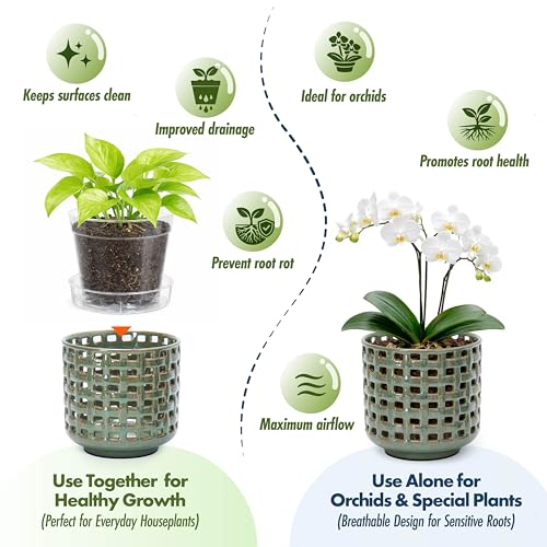 D'vine Dev Orchid Pot, Clear Pot & Saucer, Olive, 6.7 in, 28-A-Y-4 - color: Olive, size: 6.7"