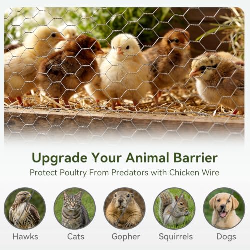 Chicken Wire 13.7 in x 236 in Poultry Wire Netting Ties Hexagonal Galvanized Mesh Garden Fence Barrier for Craft Projects Pet Rabbit Chicken Fencing - size: 1" 13.7"x236" + 100 Ties