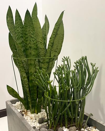 5 Pack Plant Support Stakes, Adjustable Plant Ring Cages with Green Rubber Wrapping, Ideal for Orchids, Indoor and Outdoor Potted Plants, 8" Wide x 11" High - size: 8" Wide x 11" High