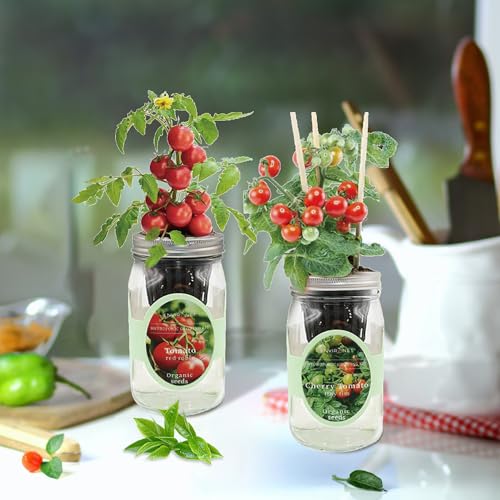Tiny Tim & Red Robin Tomato Mason Jar Garden Kit, Mini Tomato Grow Duo, 2 Pack Indoor Hydroponic Growing Kit - color: Tiny Tim Cherry Tomato+Red Robin Tomato