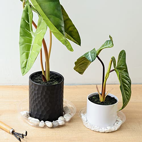 TRUEDAYS 20 Pack Plant Saucers (6 inch / 8inch / 10inch / 12inch) Clear Plant Saucers Flower Pot Tray Excellent for Indoor & Outdoor Plants - size: 6,8,10,12Inch
