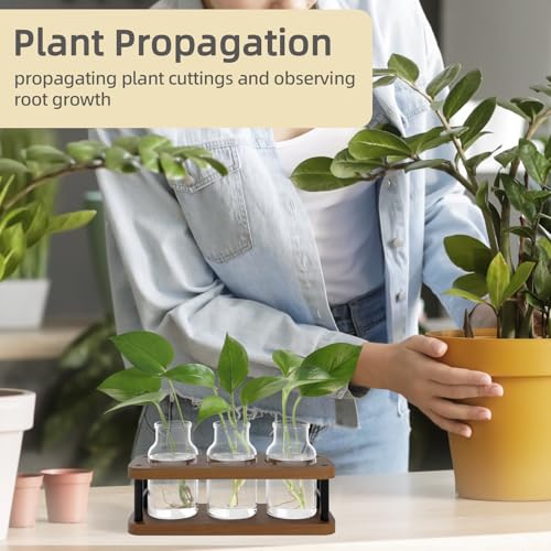 THYGIFTREE Plant Propagation Station with Wooden Stand, Propagation Vases Glass Planters for Indoor Plants Hydroponic Propagating Jars Home Office Decor, Brown - color: Brown – 3 Jar