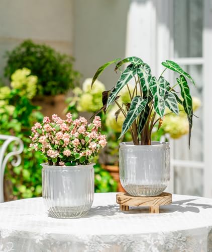Melphoe Self Watering Pots for Indoor Plants Planter, 5.3 Inch 2 Pack Planters Self Watering Plant Pots for Flower, Houseplants, Succulent, African Violets and Cactus with Drainage - color: White, size: 5.3''