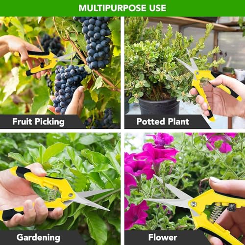 iPower 6.5'' 3 Pack Garden Hand Pruner Shears with Straight Stainless Steel Scissors, for Hydroponic Trimming Herb/Flowers/Vegetables/Plants, Yellow