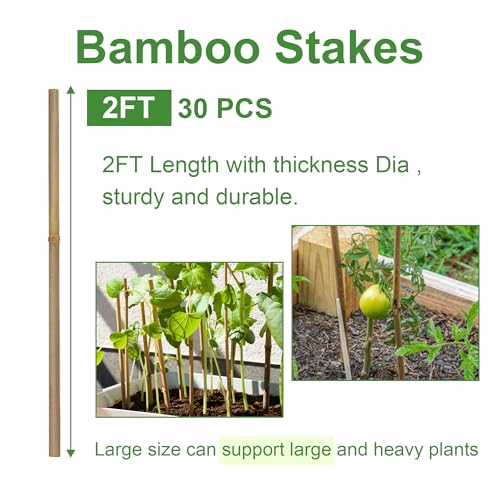 Bamboo Garden Stakes 2ft, 2 Feet Plant Stakes 30 Pack for Outdoor Indoor Plants, Support Tomato, Vegetables Beans, Flowers, Potted and More Climbing Plants - size: 2FT, pack of 30