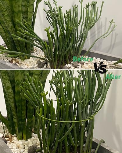 5 Pack Plant Support Stakes, Adjustable Plant Ring Cages with Green Rubber Wrapping, Ideal for Orchids, Indoor and Outdoor Potted Plants, 6" Wide x 11" High - size: 6" Wide x 11" High