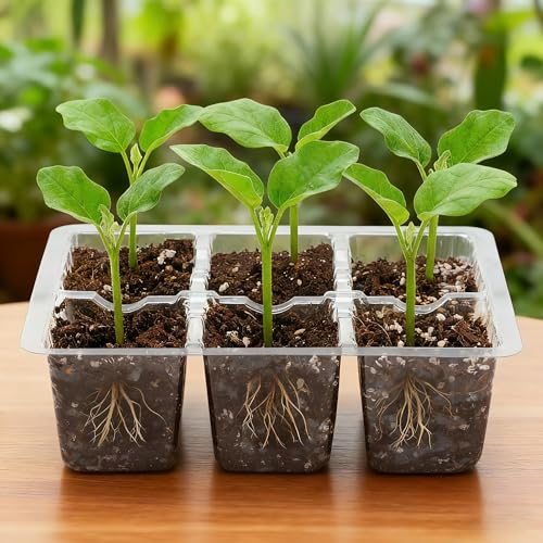 Bonviee 10-Pack Seed Starter Trays, 6-Cell Insert Trays, Clear - color: Clear, size: 60 XL Cells