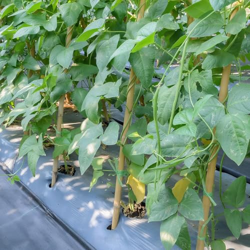 36 Pcs Plant Stakes, 16 Inches Natural Garden Bamboo Sticks, Plant Support Stakes for Indoor & Outdoor Plants, Orchid Tomato Vegetable Stakes for Garden
