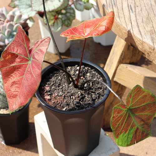 8 Pack 6.10 Inch Black Plastic Deep Nursery and Seedling Pots, Round Planter Container for Transplanting, Cutting, Succulent - color: Black, size: 6.10 inch