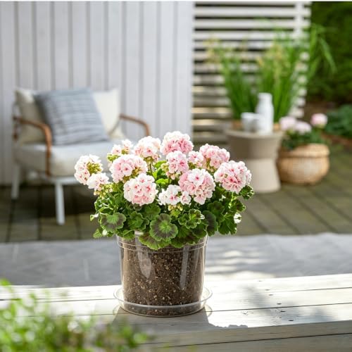 4 Inch Clear Nursery Pots, 20 Pack - color: 4in