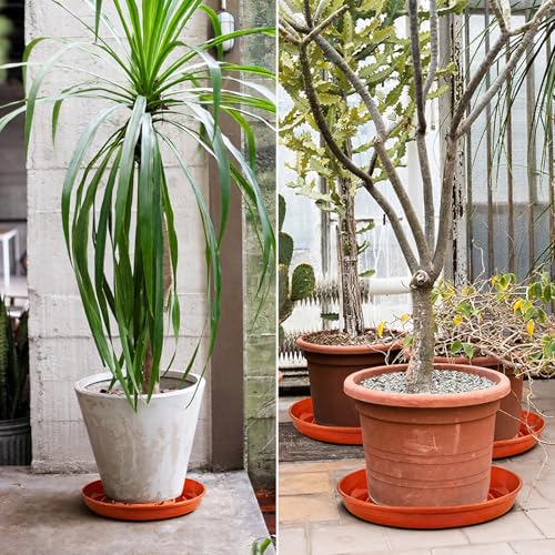 15 Pack Plant Trays for Pots 1.5" Deep Plant Saucers, Heavy Duty 8" 10" 12 inch Plant Tray Bulk Thickened Plant Plates to Catch Water, Durable Plant Saucer Flower Pot Accessories - color: Brick Red