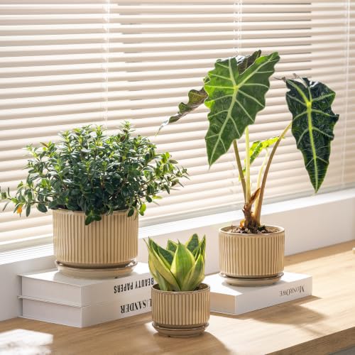 SURE YUESI Ceramic Plant Pots Set of 3, Indoor Outdoor Planters with Drainage Hole and Saucer, Ceramic Flower Pots for Indoor Plants, 4.3+5.5+6.8 Inch, Home, Garden, Patio and Office, Glossy Beige - color: Beige