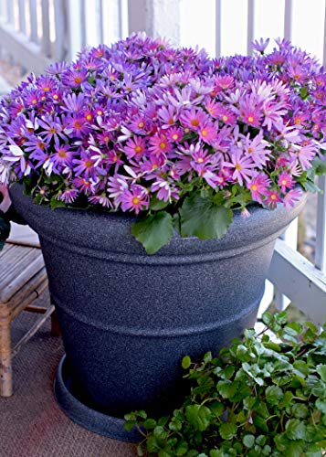 The HC Companies 42 Inch Terrazzo Extra Large Round Planter - Rolled Rim Weather Resistant Decorative Plastic Plant Pot with Drainage for Indoor Outdoor Use, Chocolate - color: Chocolate, size: 42"