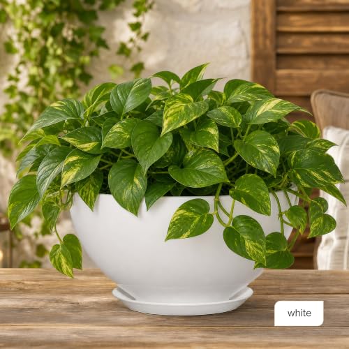 Rosie Planter Bowl, with Drainage and Saucer, 10” Stark White - color: Stark White