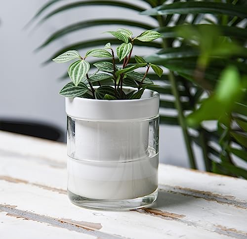 Phoenix Vine 4 Inch Self Watering Planter, White Terracotta Clay Pot with Glass Reservoir for Indoor Plants, Herbs, Flowers, Set of 4, 52-B-E-4 - color: White, size: 4" (4 Pack)