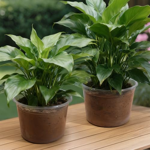 10 Inch Large Size Clear Nursery Pots with Drainage Holes, 5 Packs Plastic Pots for Plants, Transparency Durable Seedling Starter Pot for Succulents Flowers Herb Vegetables - size: 10 Inch-5PCS