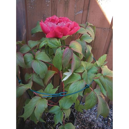 Luster Leaf 967 Small Single Peony Flower Support - style: 10” Ring